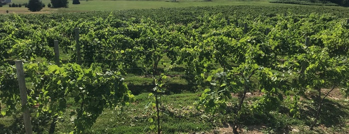 Stoney Ridge Winery is one of Dutch : понравившиеся места.