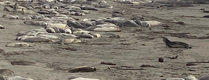 Elephant Seal Rookery is one of Central CA Coast.