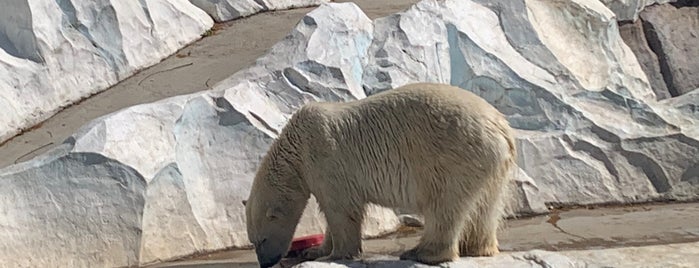 Polar Bear & Seal Oceans is one of The 15 Best Zoos in Tokyo.