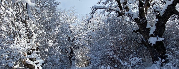 Küre Dağları Milli Parkı is one of Özden: сохраненные места.