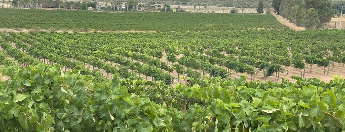 Paoloni is one of Valle de Guadalupe.