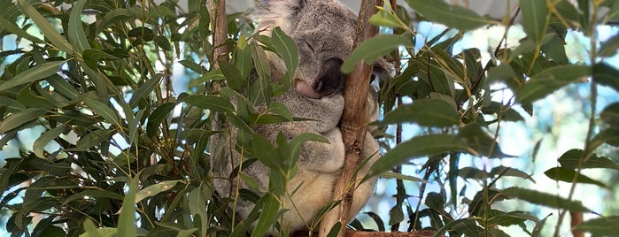 Lone Pine Koala Sanctuary is one of Pacific Trip not visited.
