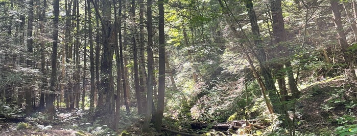 Mount Greylock Gould Trailhead is one of Western Mass.