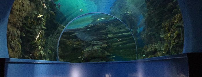Sharjah Aquarium is one of Sharjah.
