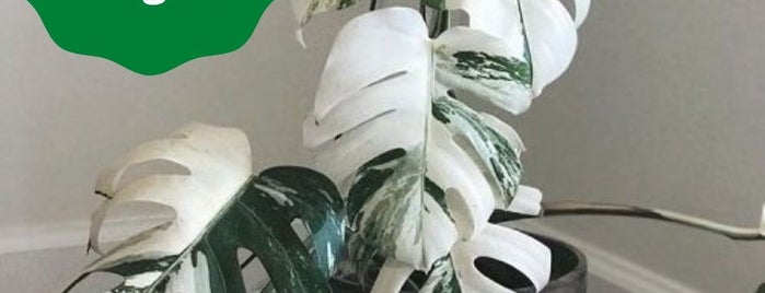 Monstera Albo For Sale in England