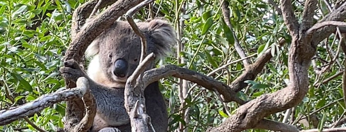 Urimbirra Wildlife Park is one of Day Trips in SA.