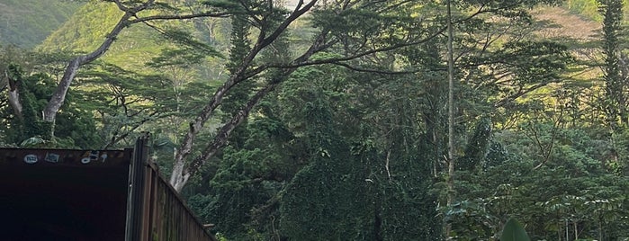 Mānoa Falls Trail is one of oahu.