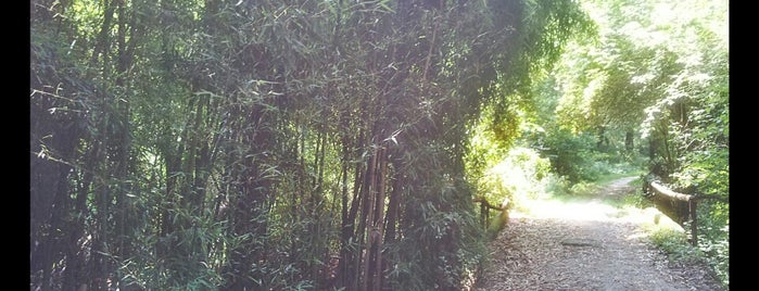 Foresta di bamboo - Ticino is one of Luoghi.