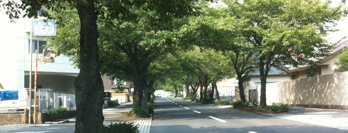 さくら街道 is one of 周南・下松・光 / Shunan-Kudamatsu-Hikari Area.