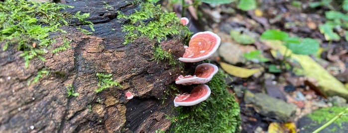 Thomson Nature Park is one of Micheenli Guide: Peaceful sanctuaries in Singapore.