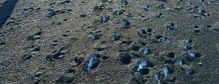 Víkurfjara - Black Sand Beach is one of Iceland.