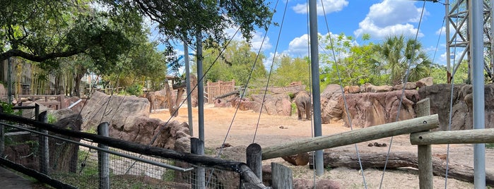 Elephants is one of The 15 Best Zoos in Tampa.