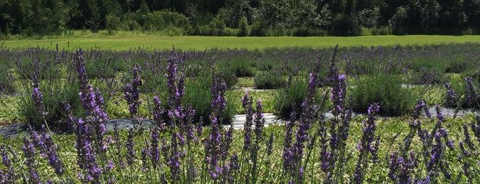 terre bleu lavender farm is one of Oh Canada.