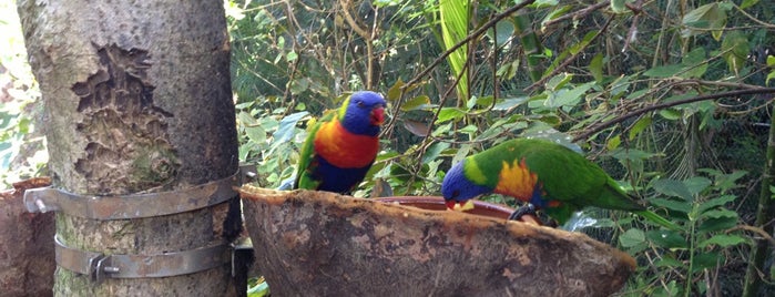 Loro Parque - Katandra Treetops is one of Tenerife - Puerto de la Cruz.