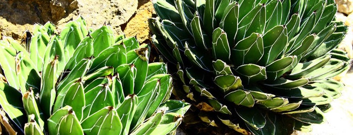 Jardin Botanique is one of Discover Nice (Nizza).