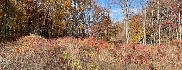 The Great Swamp Wildlife Reserve is one of New Jersey with kids.