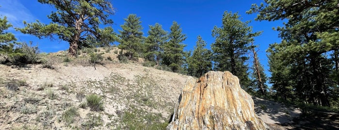 Florissant Fossil Beds National Monument is one of Colorado Tourism.