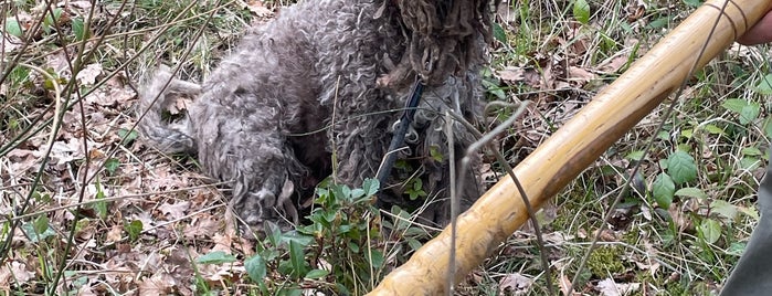 Giulio the Truffle Hunter is one of Arjunさんのお気に入りスポット.