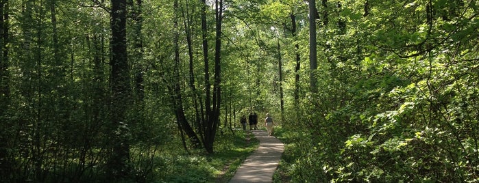 Одинцовский лес is one of Tempat yang Disukai Andrew.