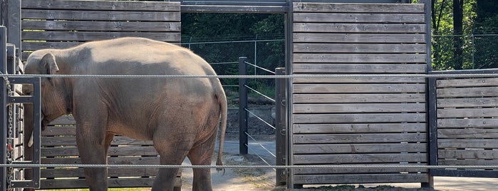 Elephant Exhibit is one of สถานที่ที่ Maggie ถูกใจ.