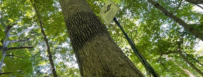 Moraine View State Park is one of TODO Champaign.