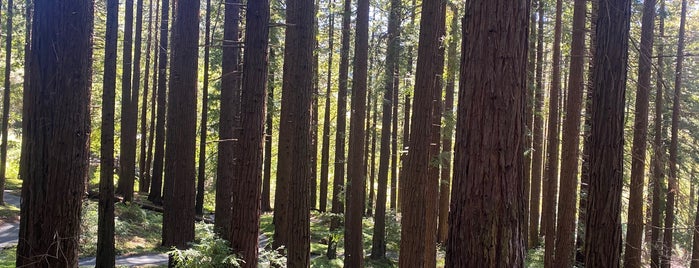 Mather Redwood Grove & Amphitheater is one of SF 2020.