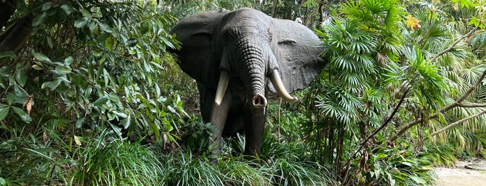 Jungle Cruise is one of Tokyo Disney Resort 2013.