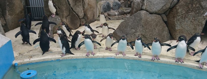 ペンギン島 is one of ぎゅ↪︎ん 🐾🦁'ın Beğendiği Mekanlar.