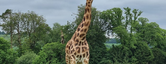 Fota Wildlife Park is one of Some things to do in Cork.