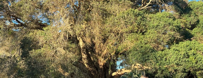 Wollongong Botanic Gardens is one of Chaimongkol'un Kaydettiği Mekanlar.