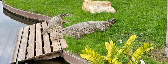 Gatorland is one of Attractions.
