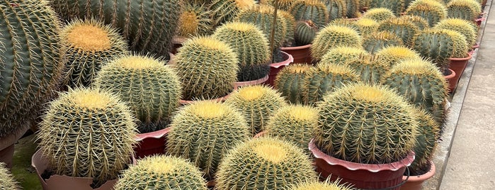 Cactus Point is one of Cameron highland.