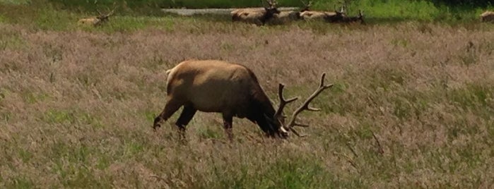 Dean Creek Elk Reserve is one of Pacific Northwest.