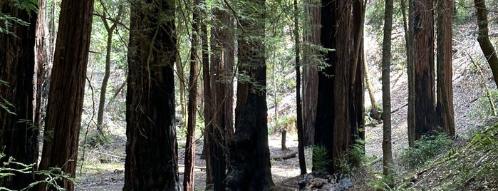 Colonel Armstrong Tree is one of Guerneville.