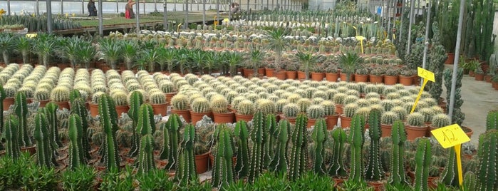 Cactus Costa Brava is one of belen'in Beğendiği Mekanlar.