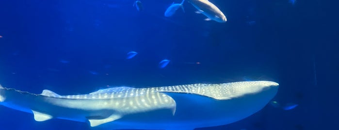 Kagoshima City Aquarium is one of Yannis : понравившиеся места.