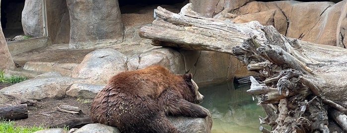 Alaskan Brown Bear Habitat is one of San Diego.