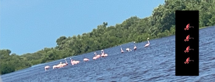 Flamingos De Celestun is one of Mérida Yuc.