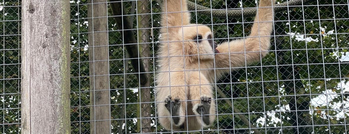 Exmoor Zoo is one of UK Zoo's.
