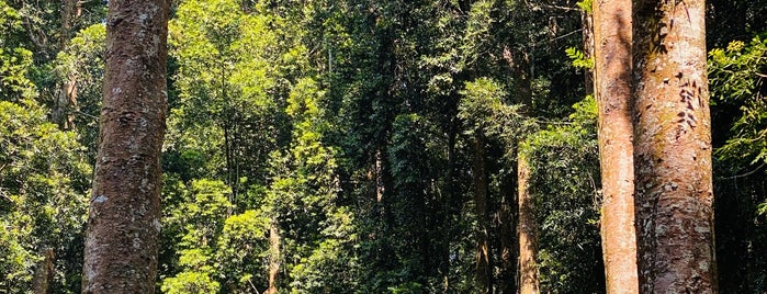 Taman Nasional Gunung Halimun Salak is one of National Parks.