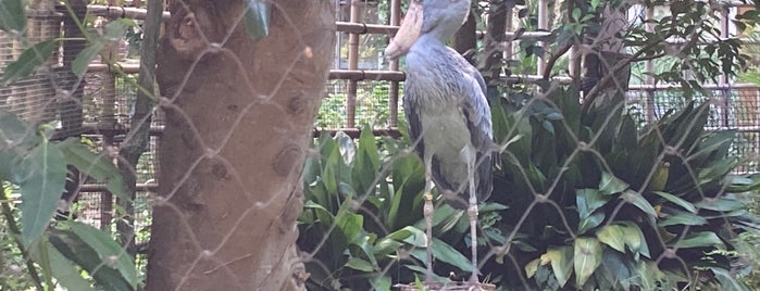 Shoebill Stork is one of Lugares favoritos de mayumi.