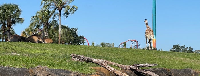 Busch Gardens Tampa Bay is one of Tempat yang Disukai Jessica.