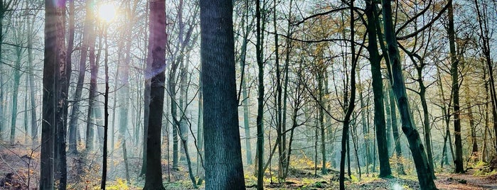 Forêt de Soignes / Zoniënwoud is one of Orte, die Jean-François gefallen.