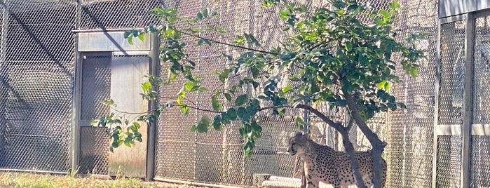 Cheetah is one of Tempat yang Disukai ぎゅ↪︎ん 🐾🦁.