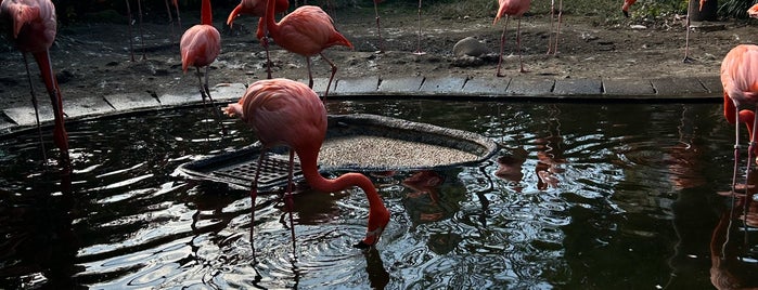 Flamingo is one of Tokyo places to visit.