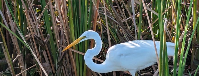 Lake Apopka Wildlife Drive is one of Florida.