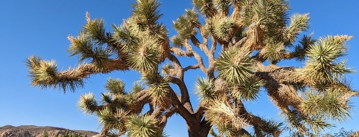 Joshua Tree National Park is one of SoCal Stuff.