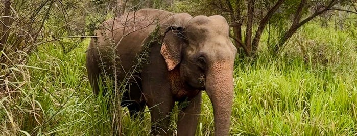 Hurulu Eco Park is one of Sri Lanka.