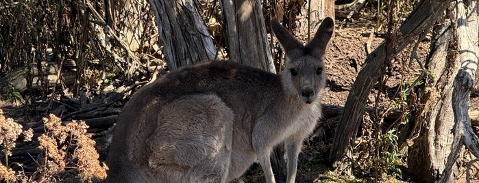 Phillip Island Wildlife Park is one of Melbourne.