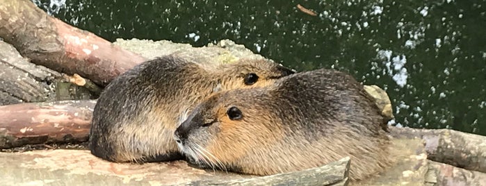 GaiaZOO is one of Finest zoos of The Netherlands.